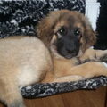 Leonberger