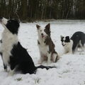 Border Collie