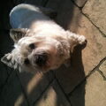 Cairn Terrier