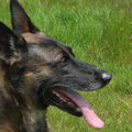 Mechelse Herder