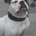 Amerikaanse Bulldog
