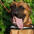 Boxer