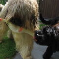 Briard