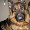 Oud Duitse Herdershond