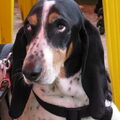 Schwyzer Laufhund