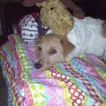 Jack Russell Terrier