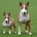 Bull Terrier, miniatuur