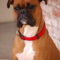 Boxer