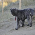 Bouvier