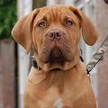 Bordeauxdog