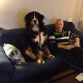 Berner Sennenhond