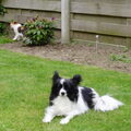Vlinderhond