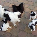 Vlinderhond