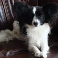Vlinderhond