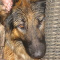 Duitse Herder
