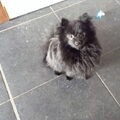 Keeshond, Dwerg
