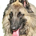 Tervuerense Herder