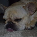 Franse Bulldog