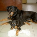 Rottweiler
