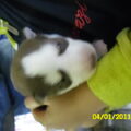 Siberian Husky