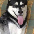 Siberian Husky