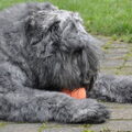 Bouvier