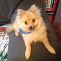 Keeshond, Dwerg