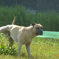 Dogo Canario
