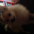 Keeshond, Dwerg