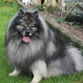Keeshond, Grijze
