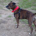 American Staffordshire Terrier