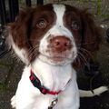Engelse Springer Spaniel