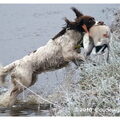 Engelse Springer Spaniel