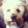 Boomer