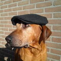 Rhodesian Ridgeback