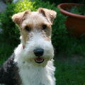 Foxterrier, draadhaar