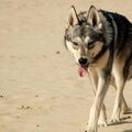 American Indian Dog
