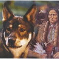 American Indian Dog