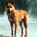 American Indian Dog