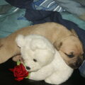 Dogo Canario
