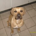 Dogo Canario