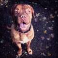 Bordeauxdog