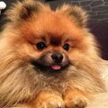 Dwergkeeshond