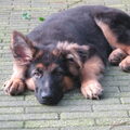 Duitse Herdershond Langstokhaar