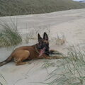 Mechelse Herder