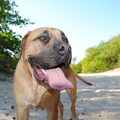 Boerboel