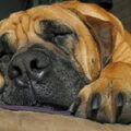 Boerboel
