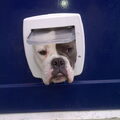 Old English Bulldog