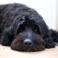 Labradoodle
