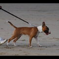 Bull Terrier